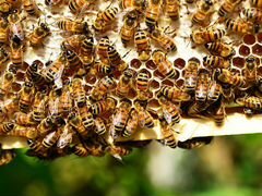 Продам пчёл, б у фляги медогонку весы