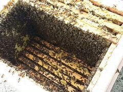 Пчелопакеты пчёлы