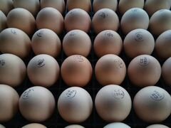 Инеубационное яйцо бройлера кобб-500,Росс-308