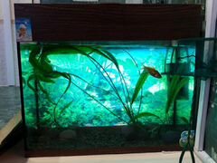 Аквариум 50 литров с рыбками и живыми водорослями
