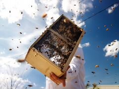Пчёлы. пчело-пакеты