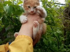Котик в добрые руки