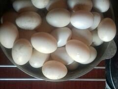 Яйца инкубационые