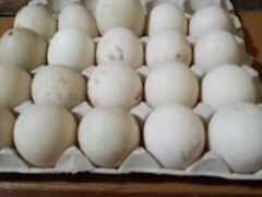 Яйца индоутки