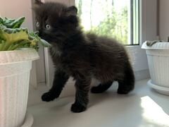 Чёрный котёнок-девочка, 1 месяц