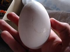 Яйцо гуся "Белой Линды"