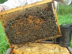 Пчёлосемьи, пчелопакеты, матки