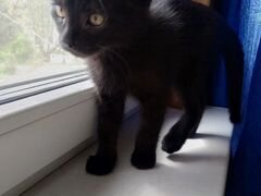 Черный котенок Саймон
