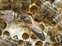 Продажа пчелы матки