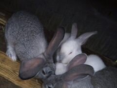 Кролики породы - Шиншиллы