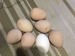Яйцо цесарки и куриное домашнее