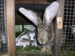 Кролики (помеси)