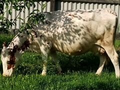 Айширские племенные коровы