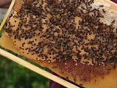 Пчелы, отводки