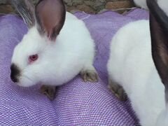 Кролики Калифорнийской породы