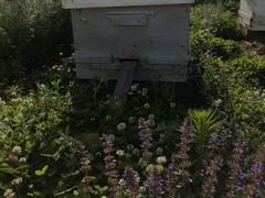 Пчёлы. Улья