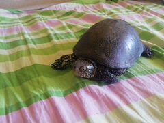 Черепаха земноводная