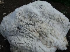 Шерсть овечъя полутонкорунная, куйбышевской породы