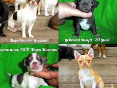 Чихуа Caesarion + 12 щенков на видео в Лен области