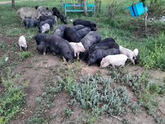 Поросят и свиней