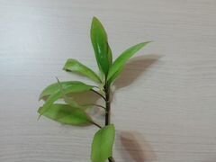 Аквариумное растение лимонник, анубиас