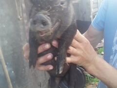 Веслабрюхая свинка девачка 2 месеца