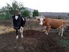 Коровы с теленками