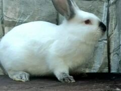 Крольчата Калифорнийского кролика