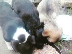 Три девочки щенки едят всё мама овчарка