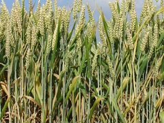Зерновые культуры пшеница