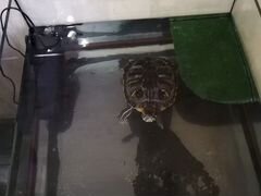 Красноухая черепаха с аквариумом и фильтром