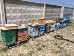 Пчёлы Кавказские