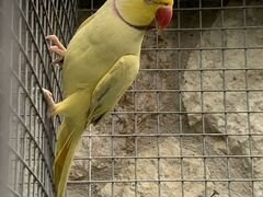 Жёлтый ожереловый попугай