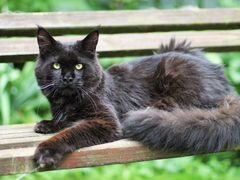 Кот мейн-кун черного цвета взрослый 1 год