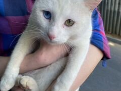 Белый кот с разными глазами в добрые руки