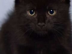 Чёрные котята