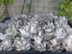 Свежие грибы Вешенка