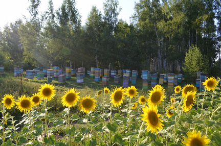Сильные пчелосемьи в дадановских ульях