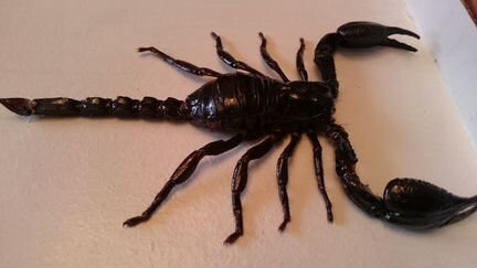 Чучело skorpions