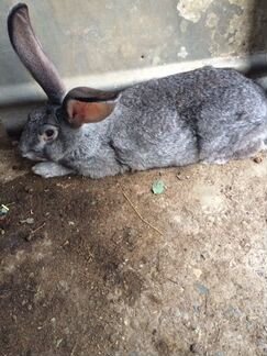 Кролики порода Флаундер