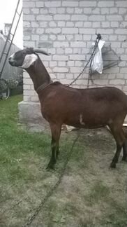 Продаются нуйбиские козы покрытые козлом камори