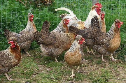 Яйцо и цыплята кур Голландская Белохохлая, Легбар