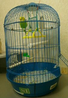 Клетка с попугайчиками