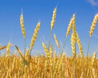 Остаток зерна: пшеница, ячмень