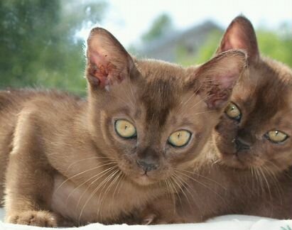Бурманские котятки