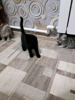 Шатландские котята,едят все,к туалету приучины