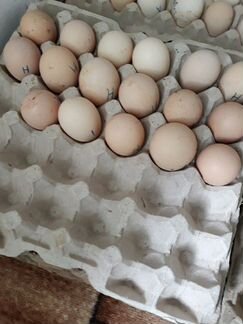 Инкубационные яйца бройлер, утки, гуси, индейка