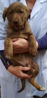 Шоколадный щенок,мальчик,4 месяца