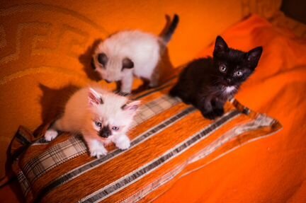 Маскарадно-сиамские котята в добрую семью