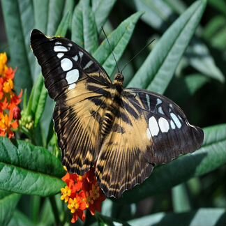 Живые тропические бабочки Зимний Ветер